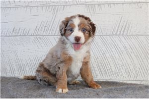 Tiff - Bernedoodle, Mini for sale