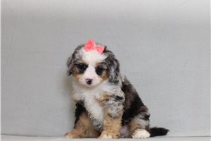 Adelia - Bernedoodle, Mini for sale