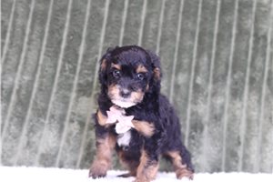 Louis - Mini Bernedoodle for sale