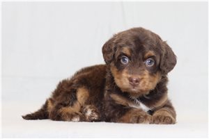 Penelope - Bernedoodle, Mini for sale