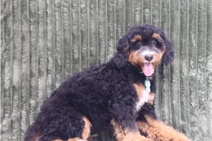 Abner - Mini Bernedoodle for sale