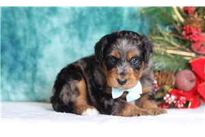 Finnegan - Bernedoodle, Mini for sale