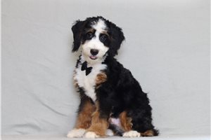 Alistair - Bernedoodle, Mini for sale