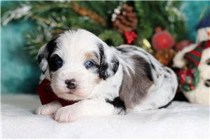 Everett - Bernedoodle, Mini for sale
