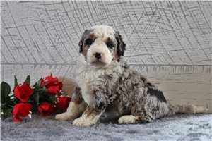 Omari - Bernedoodle, Mini for sale