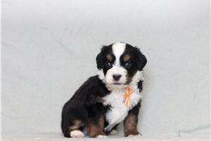 Timon - Bernedoodle, Mini for sale