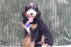 Tony - Mini Bernedoodle for sale