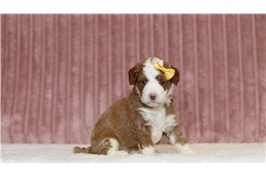 Judith - Mini Bernedoodle for sale