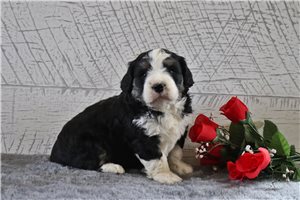 Ollie - Bernedoodle, Mini for sale