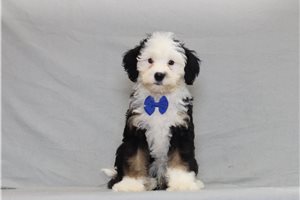 Bentley - Bernedoodle, Mini for sale