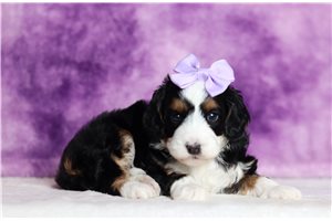 Wren - Bernedoodle, Mini for sale
