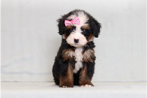 Dewdrop - Bernedoodle, Mini for sale