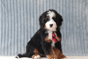 Dior - Bernedoodle, Mini for sale