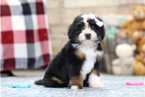 Kayla - Bernedoodle, Mini for sale