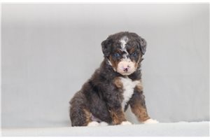 Jennings - Bernedoodle, Mini for sale