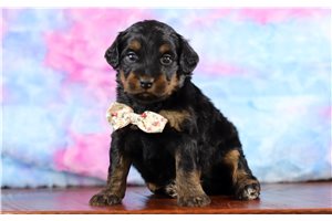 Raddix - Bernedoodle, Mini for sale