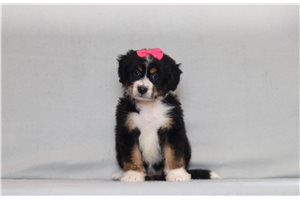 Adri - Bernedoodle, Mini for sale
