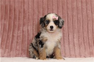 Jira - Bernedoodle, Mini, placed in Zanesville / Cambridge