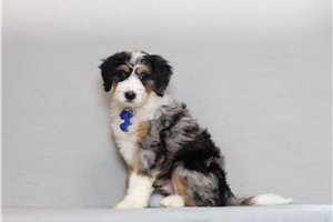 Malcolm - Bernedoodle, Mini for sale