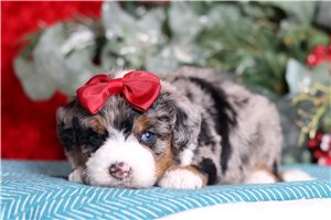 Jasmine - Bernedoodle, Mini for sale