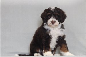 Pavlov - Bernedoodle, Mini for sale
