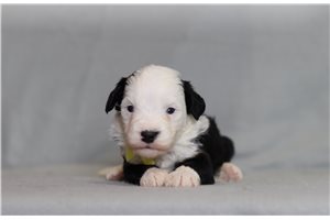 Bentley - Bernedoodle, Mini for sale