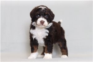 Pavlov - Bernedoodle, Mini for sale