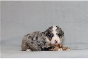 Akiro - Bernedoodle, Mini for sale