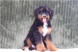 Able - Mini Bernedoodle for sale