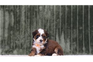 Jett - Mini Bernedoodle for sale