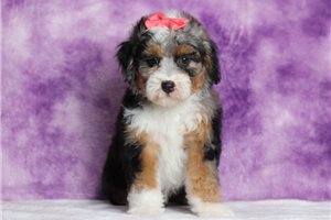 Gianna - Bernedoodle, Mini for sale