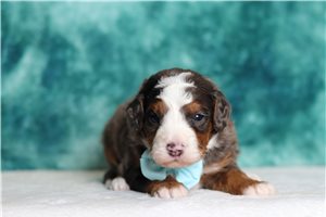 Archie - Bernedoodle, Mini for sale