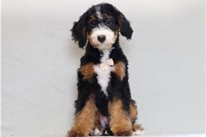 Tony - Bernedoodle, Mini for sale