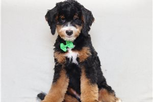 Aaron - Bernedoodle, Mini for sale