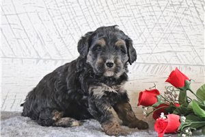 Odessa - Bernedoodle, Mini for sale