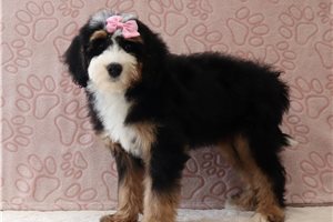 Josie - Bernedoodle, Mini for sale