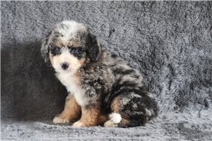 Kaleb - Bernedoodle, Mini for sale