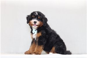 Aaron - Bernedoodle, Mini for sale