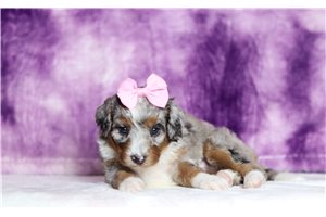 Grace - Bernedoodle, Mini for sale