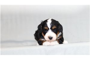 Veronica - Bernedoodle, Mini for sale