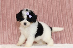 Journey - Mini Bernedoodle for sale