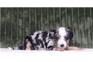 Jesse - Bernedoodle, Mini for sale