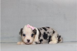 Adeline - Bernedoodle, Mini for sale