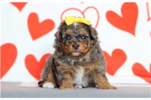 Rhea - Bernedoodle, Mini for sale