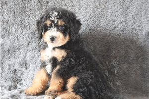 Klaus - Bernedoodle, Mini for sale