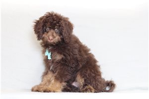 Paul - Bernedoodle, Mini for sale