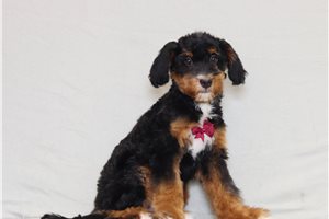 Able - Bernedoodle, Mini for sale