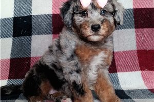Jenny - Bernedoodle, Mini for sale