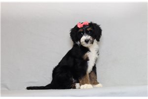 Mallory - Bernedoodle, Mini for sale