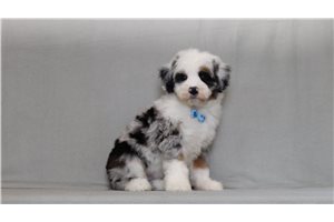 Bertie - Bernedoodle, Mini for sale